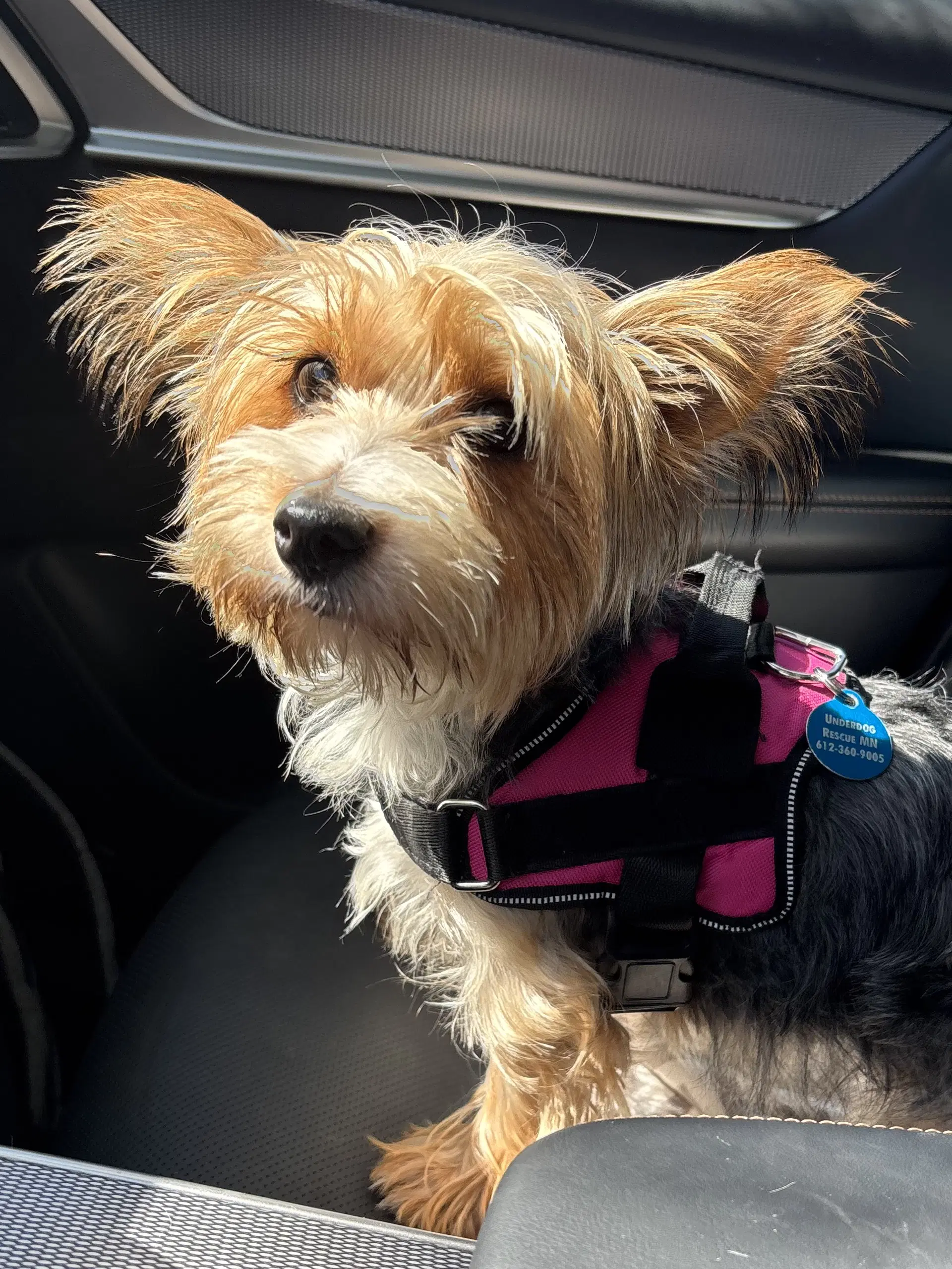 Pippi image 2
