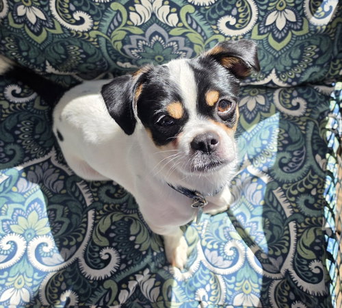 Pookie, a dog for adoption from Underdog Rescue MN