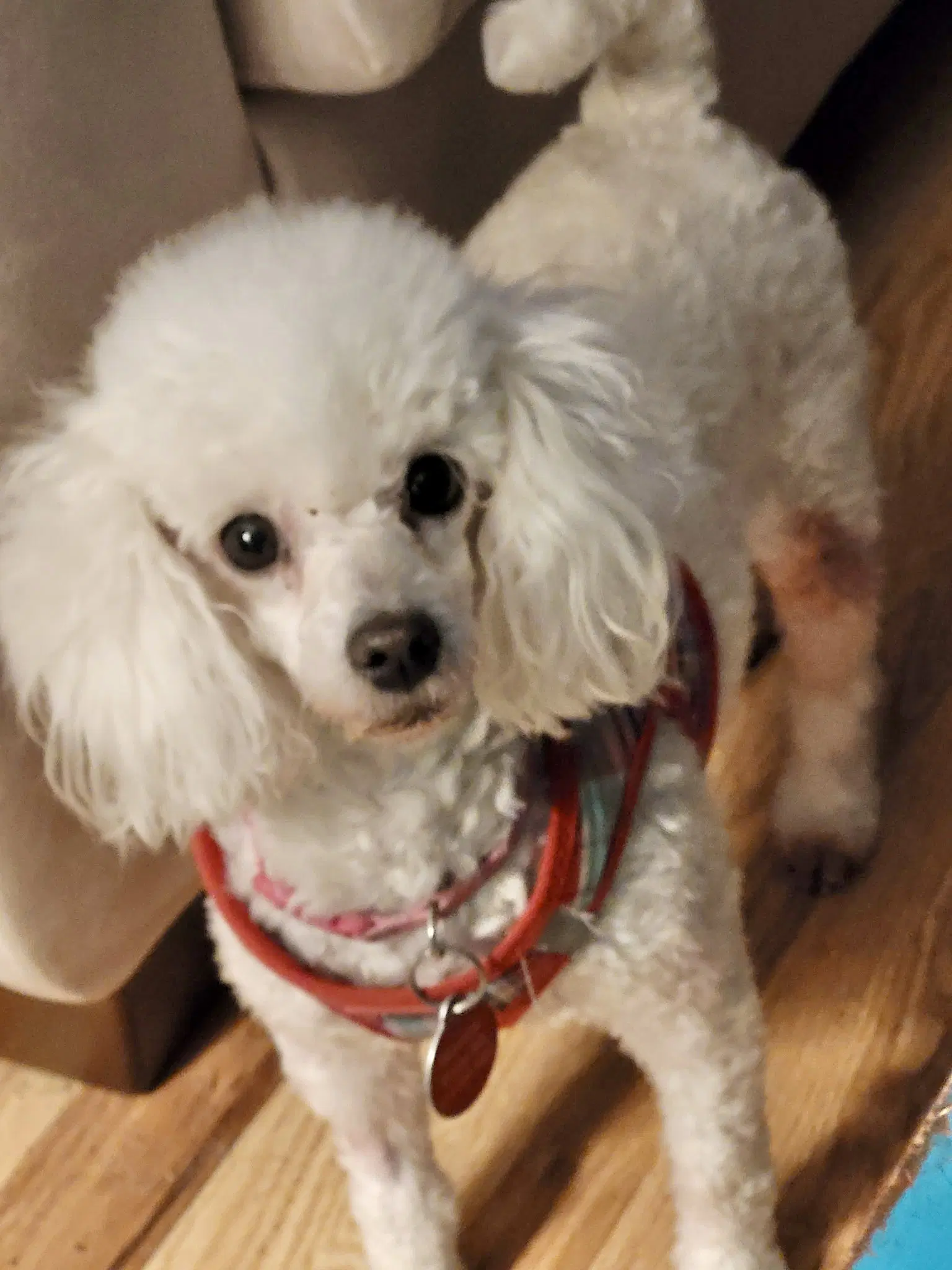 Brigette - Poodle (Toy)