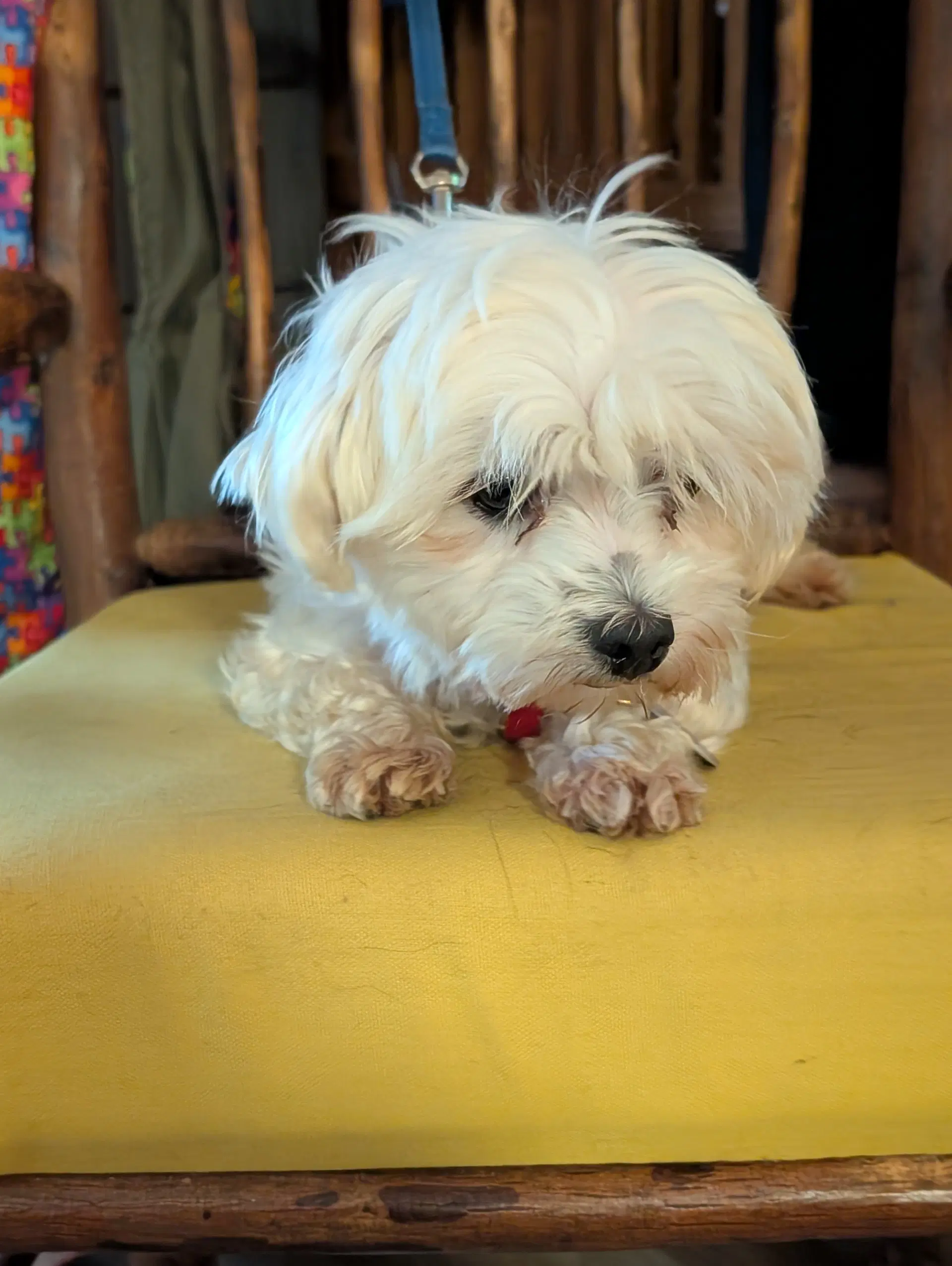 Lulu image 3
