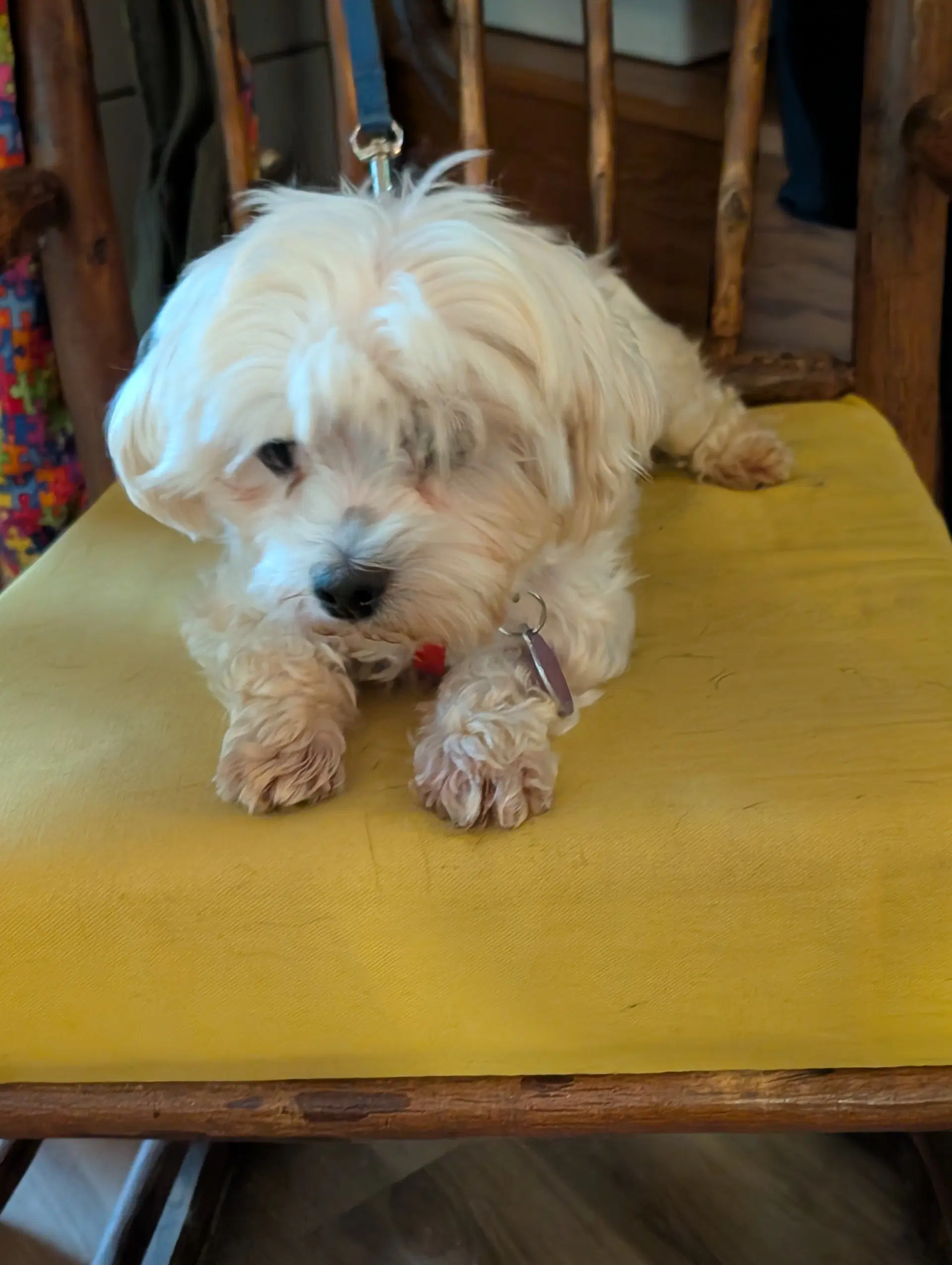 Lulu image 4