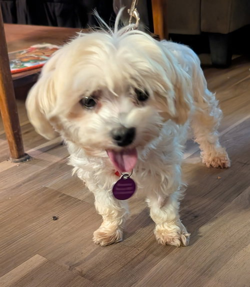 Lulu, a dog for adoption from Underdog Rescue MN
