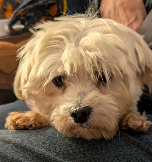 Photo 2 of Lulu