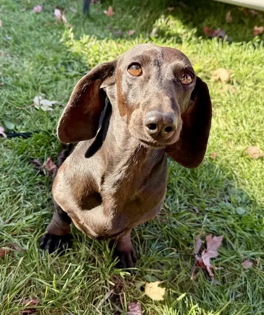 Dumpling - Dachshund