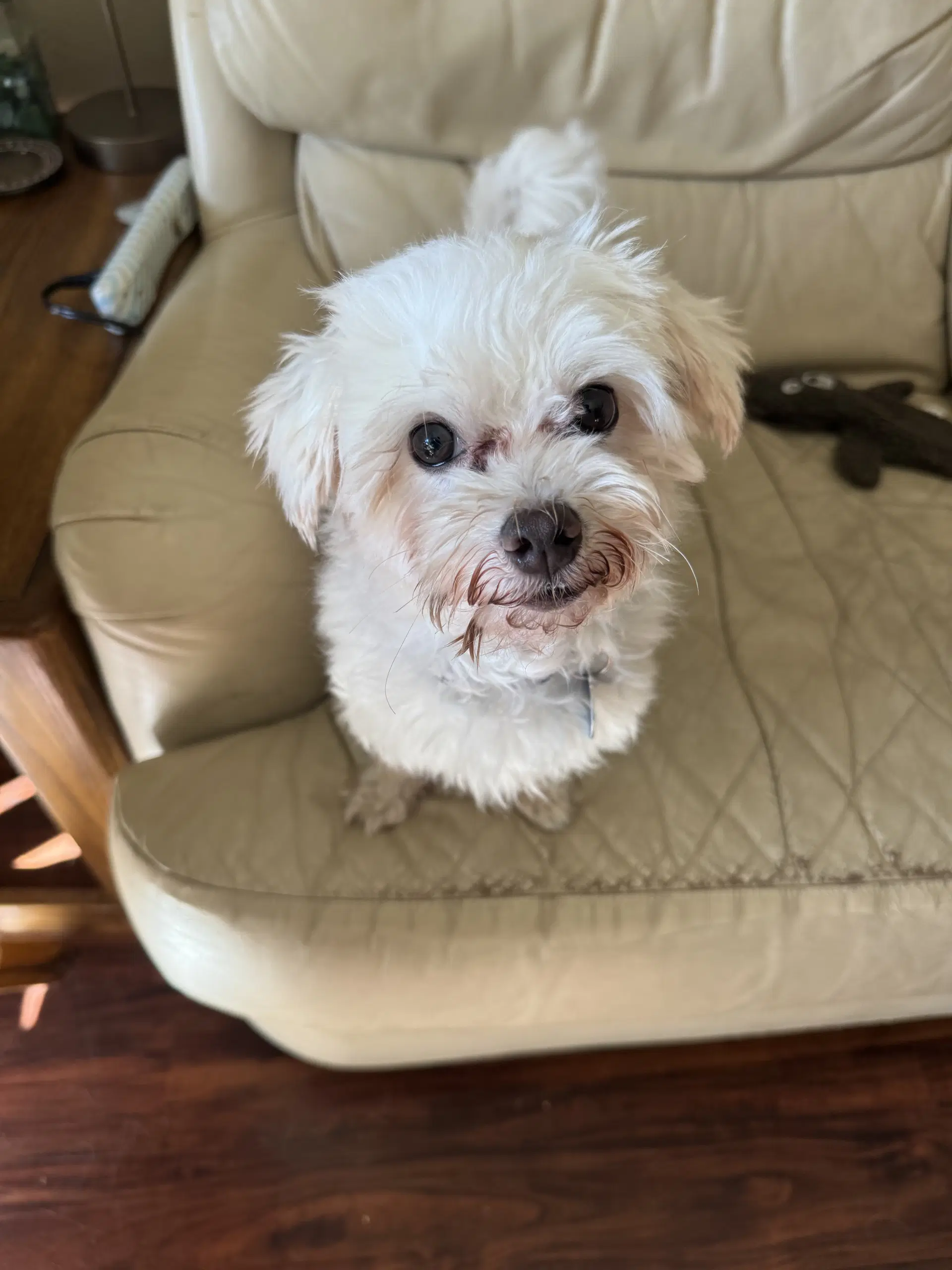 Petey - Maltese
