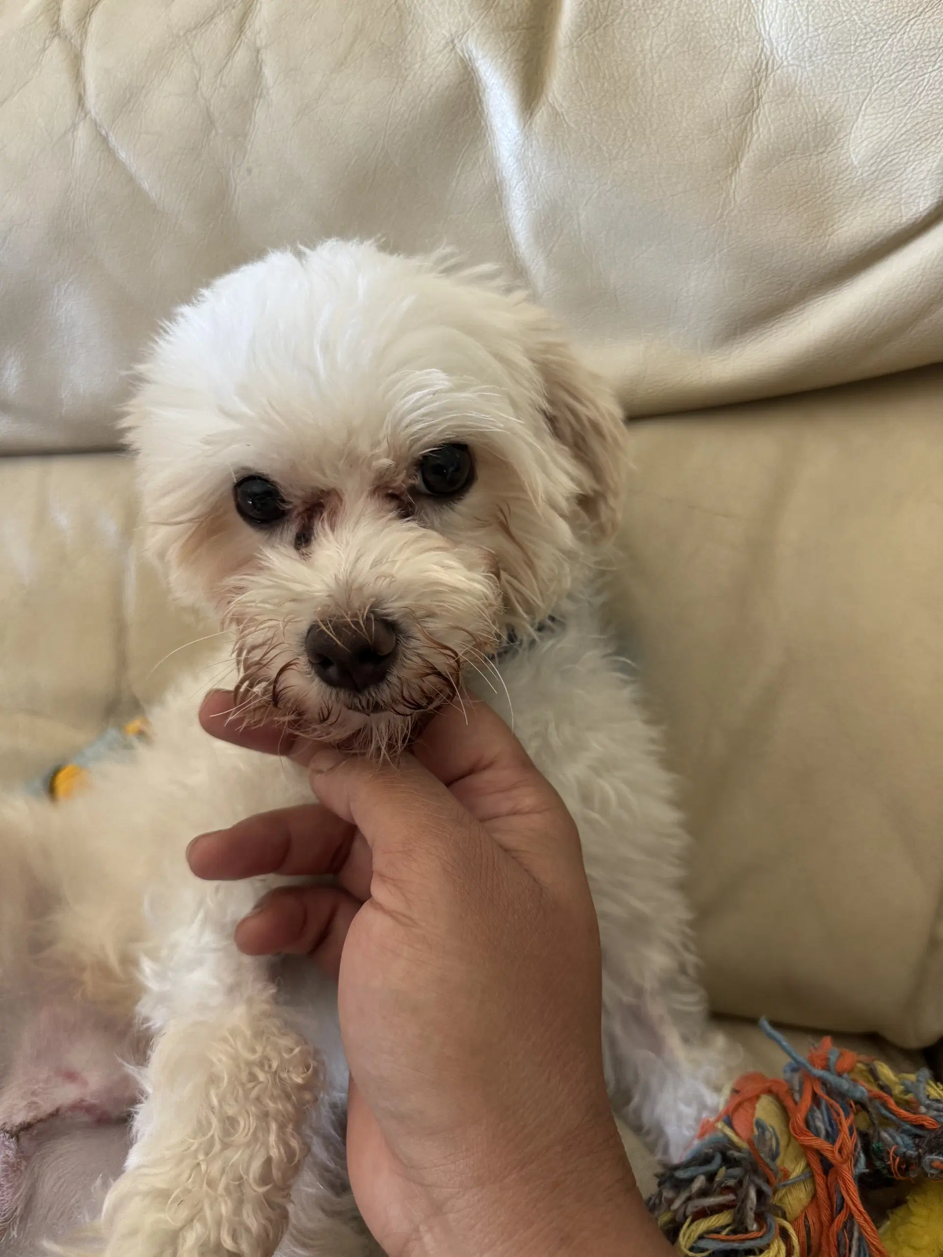 Petey image 2
