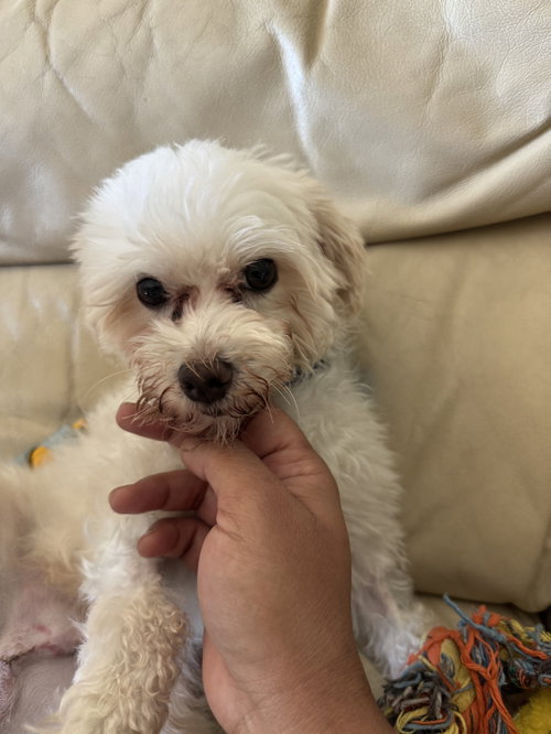 Photo 2 of Petey