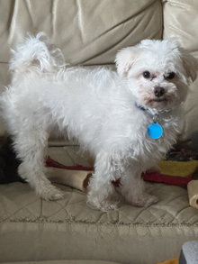 Petey