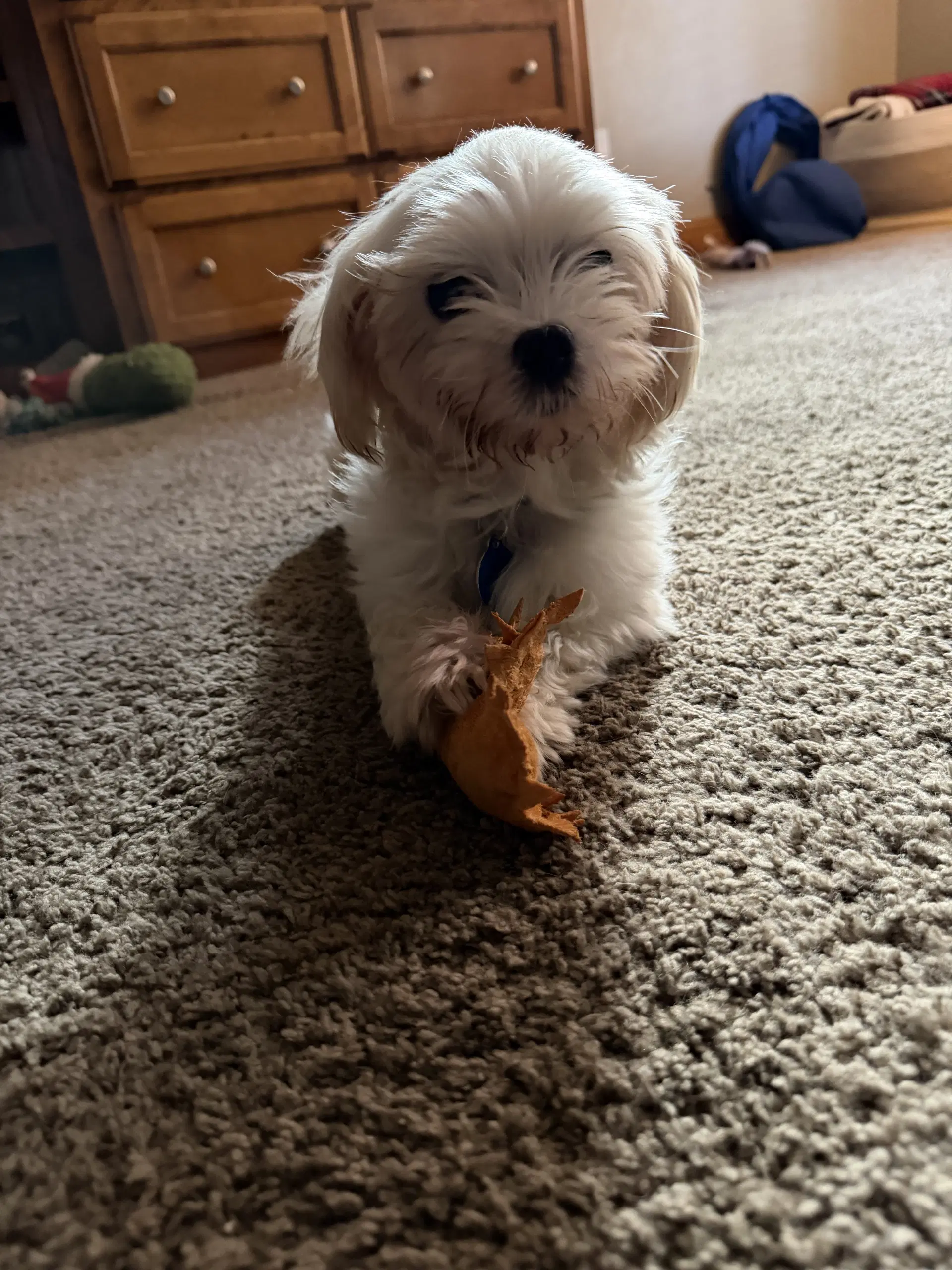 Nate - Maltese