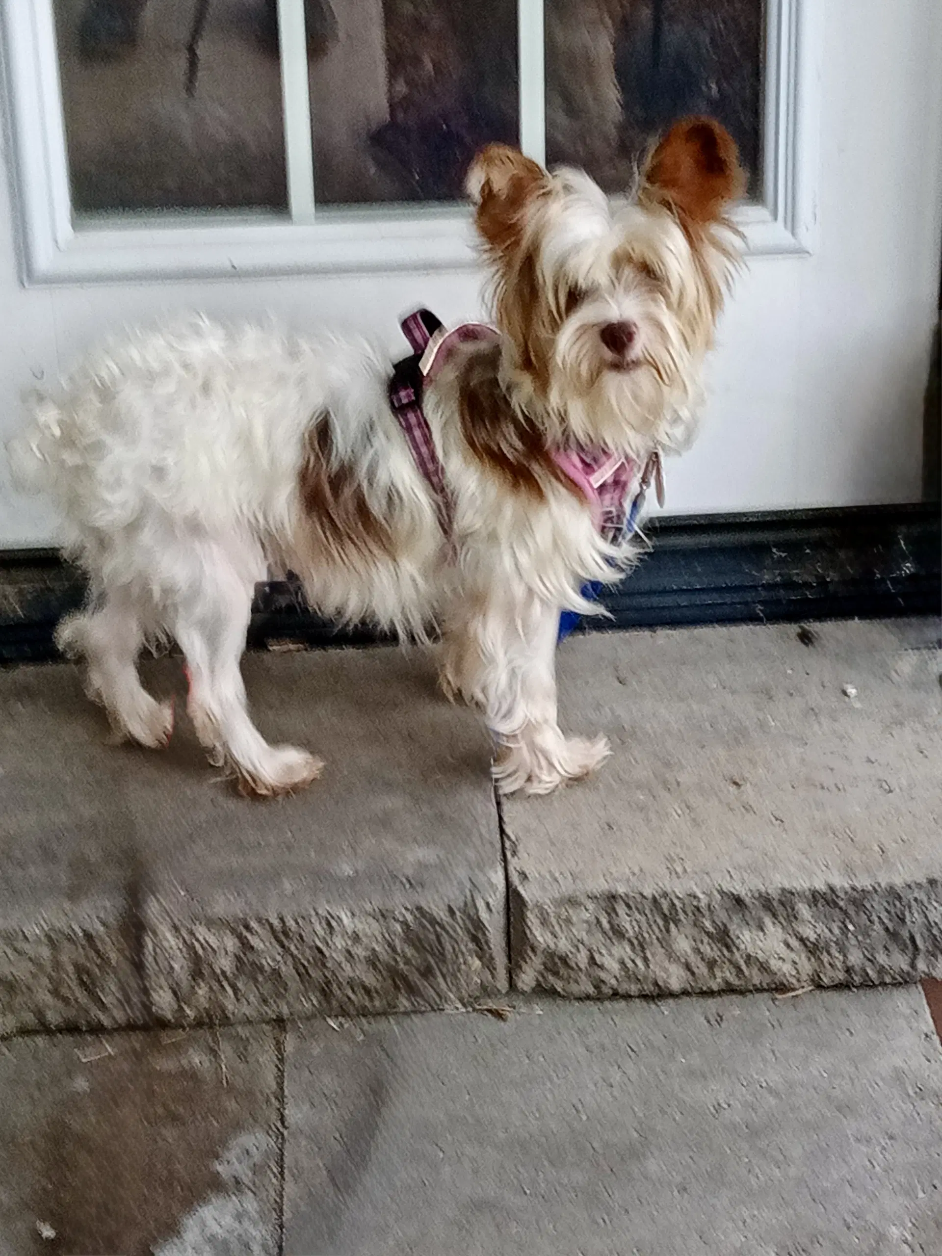 Trudy - Yorkshire Terrier Yorkie