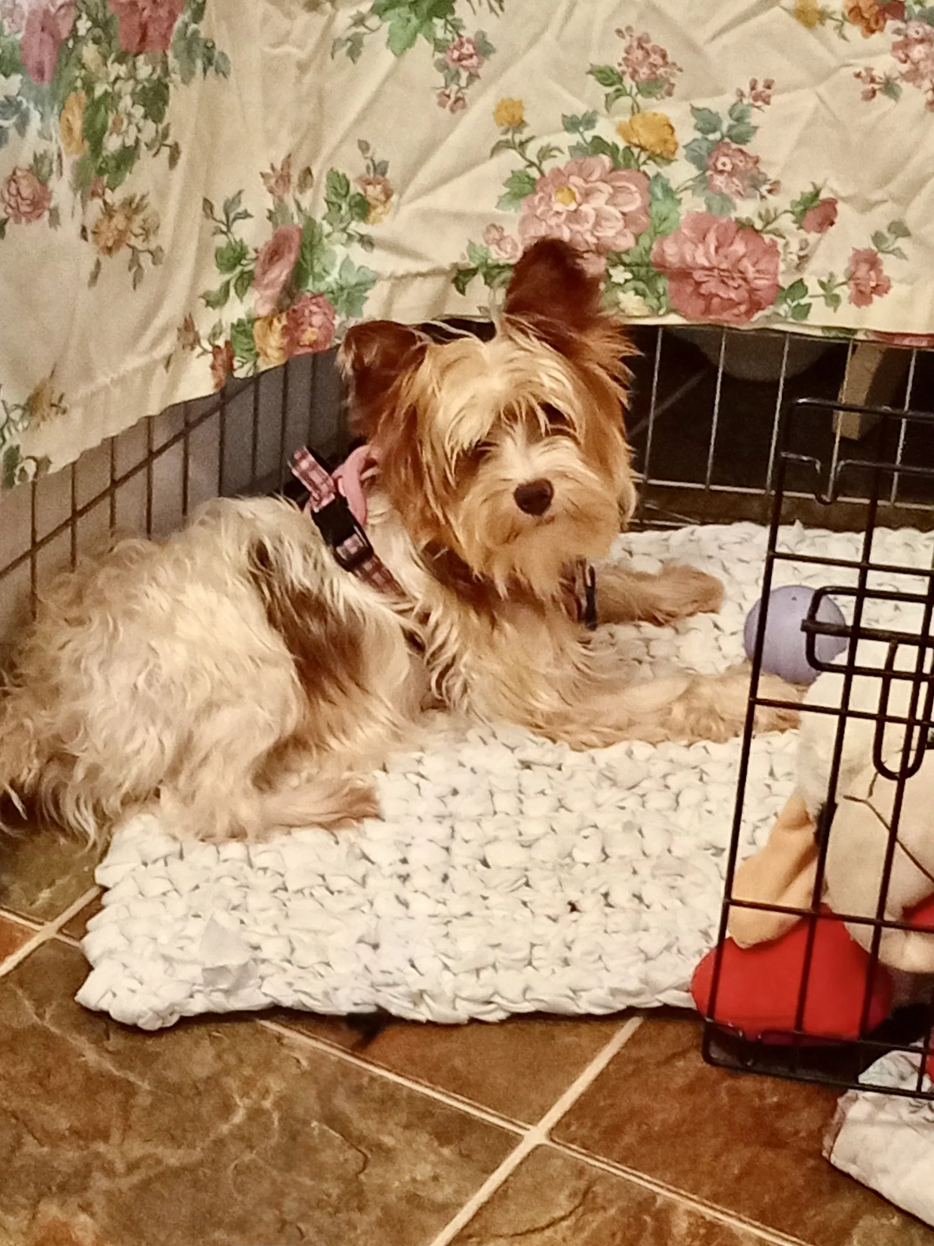 Trudy image 2