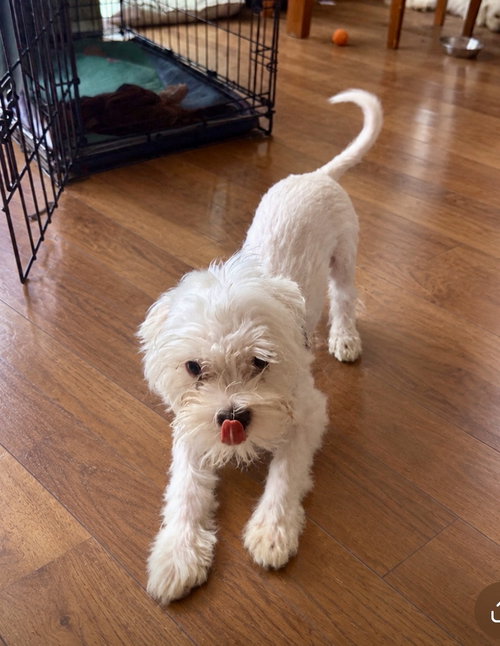 Hennepin, a dog for adoption from Underdog Rescue MN