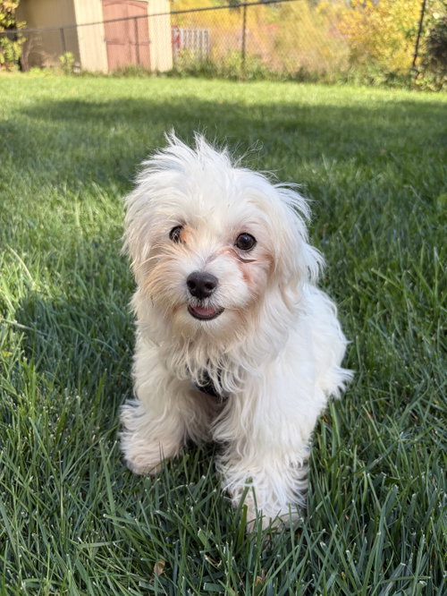 Walker, a dog for adoption from Underdog Rescue MN