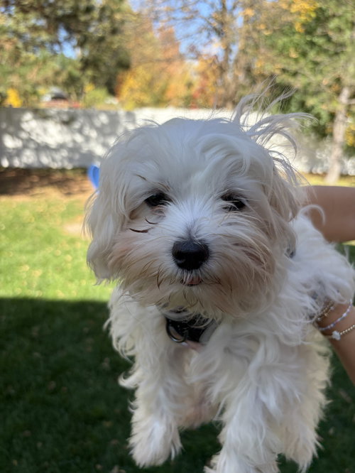 Mills, a dog for adoption from Underdog Rescue MN