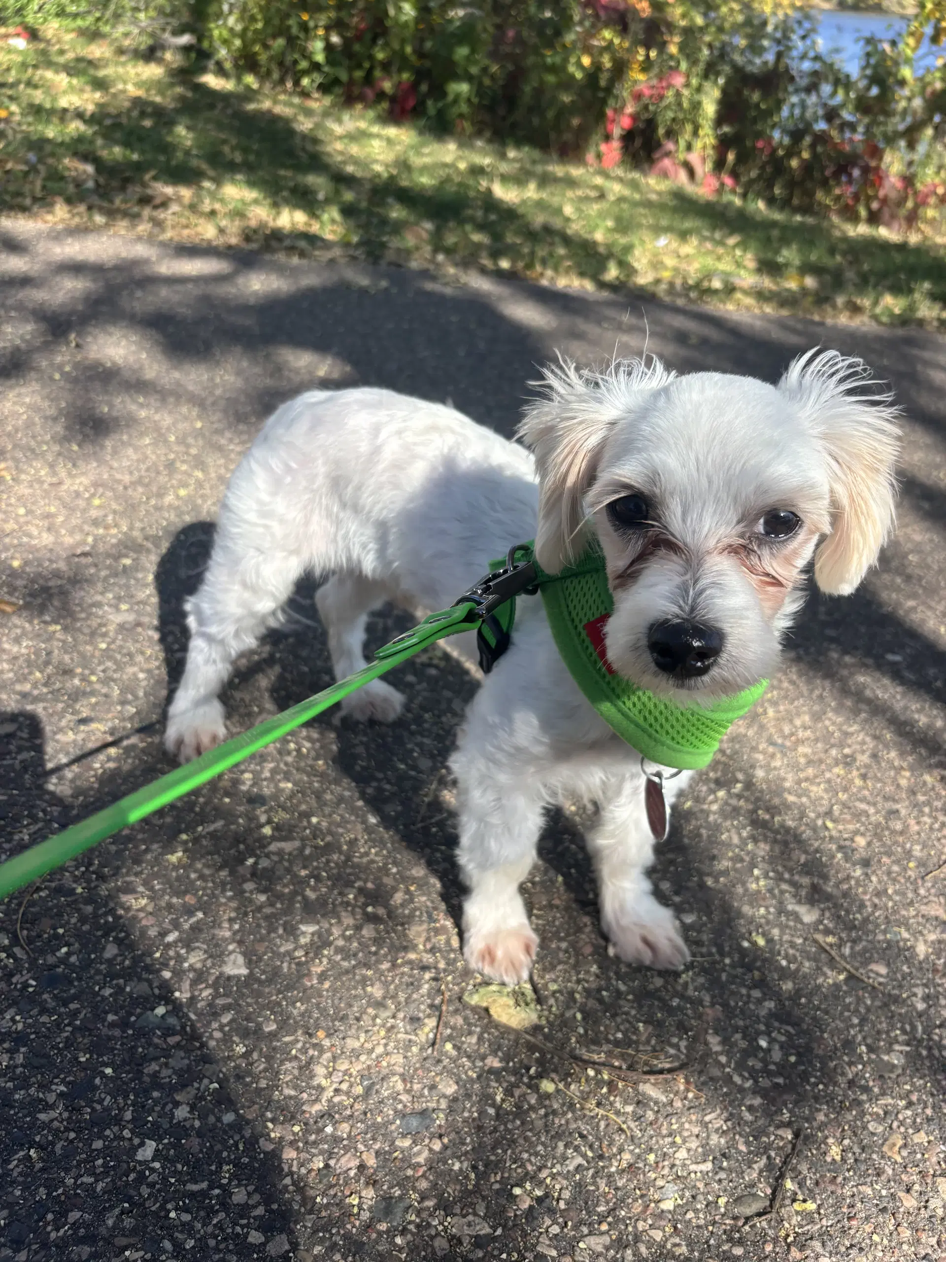 Dayton - Maltese