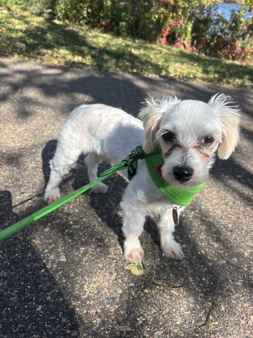 Dayton, a dog for adoption from Underdog Rescue MN