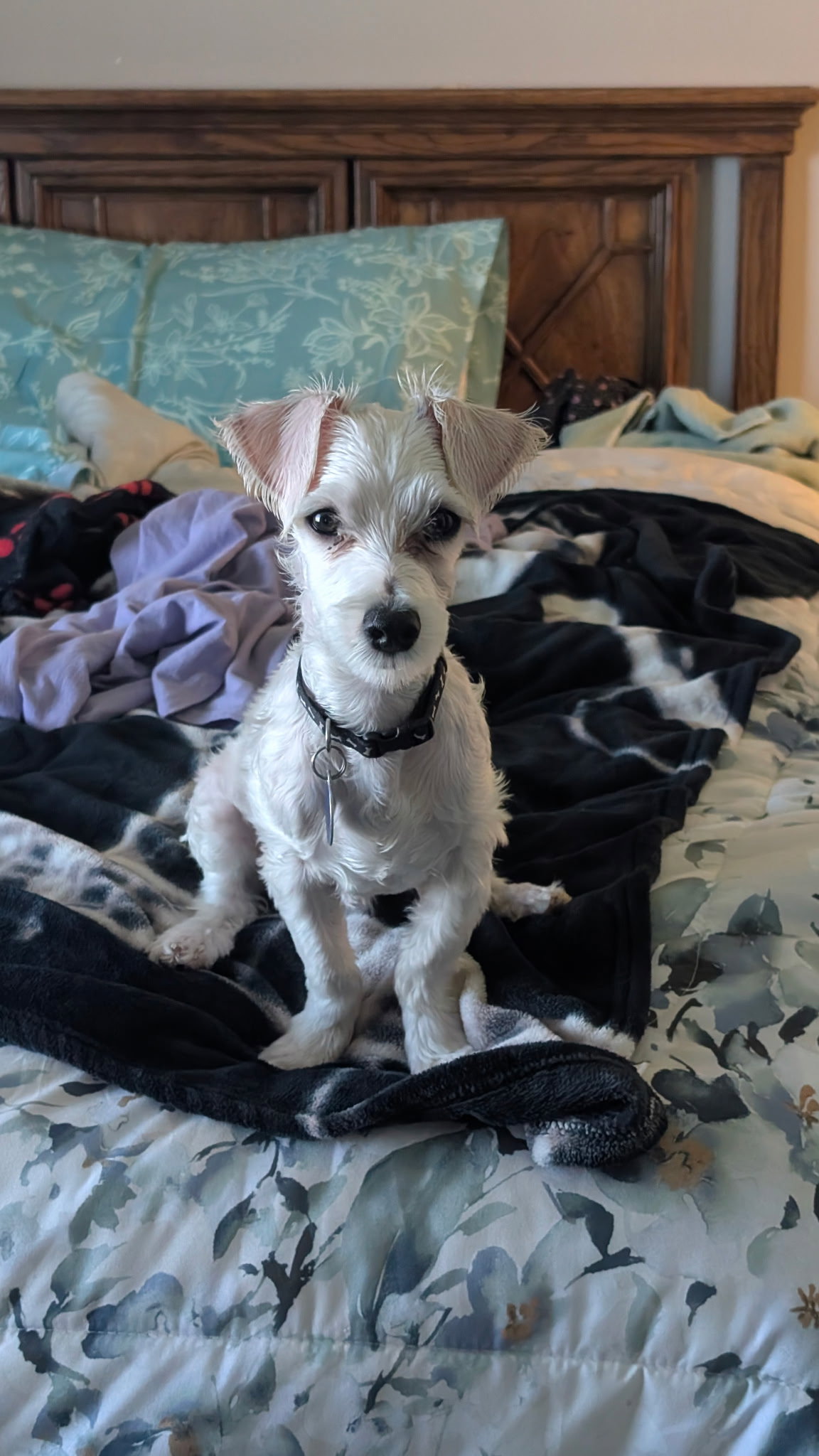 Archie