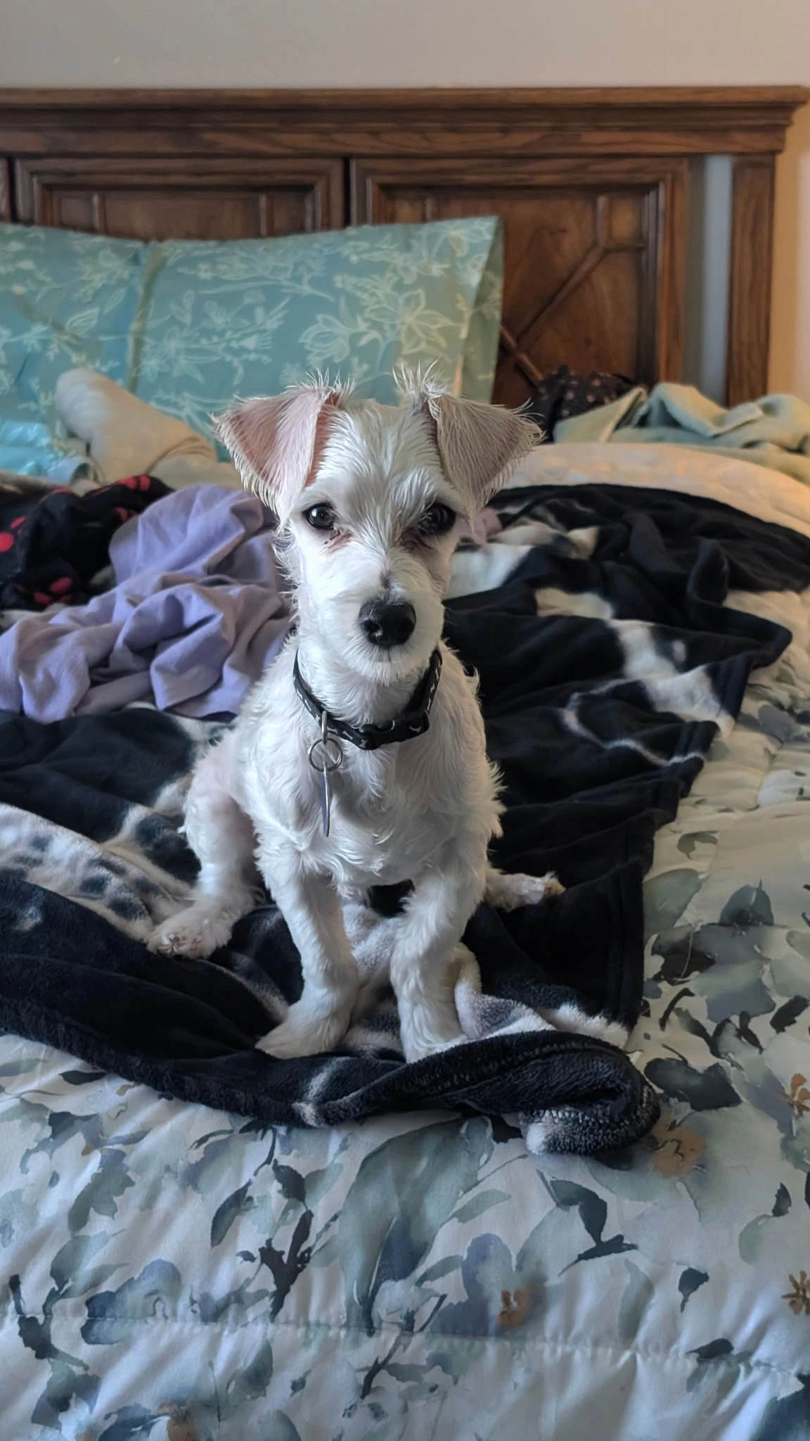 Archie