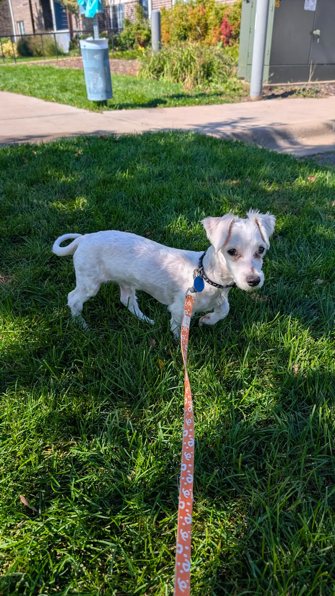 Archie image 2
