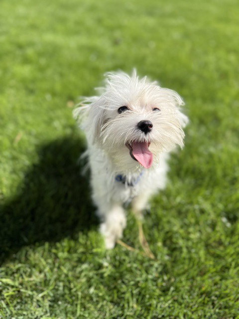 Foshay, a dog for adoption from Underdog Rescue MN