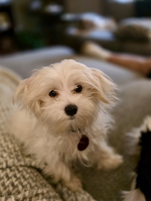 Minne, a dog for adoption from Underdog Rescue MN