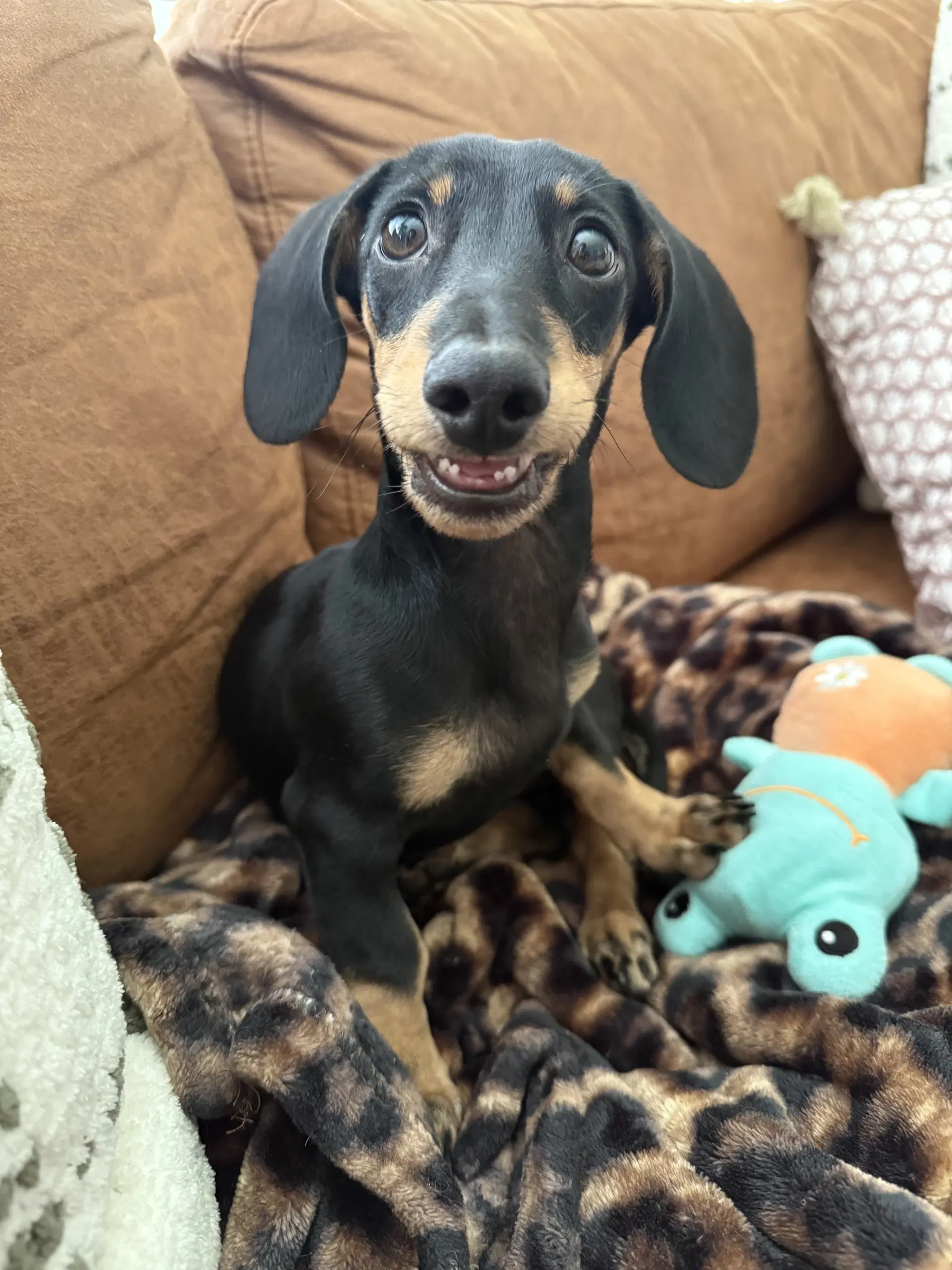 Lowry - Dachshund