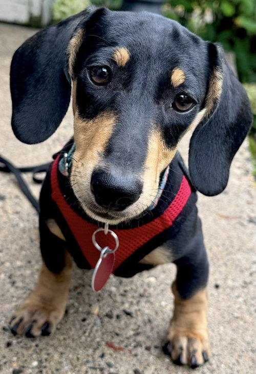 Lake, a dog for adoption from Underdog Rescue MN