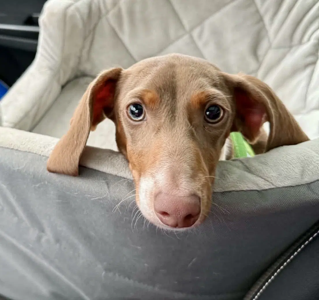 Summit - Dachshund