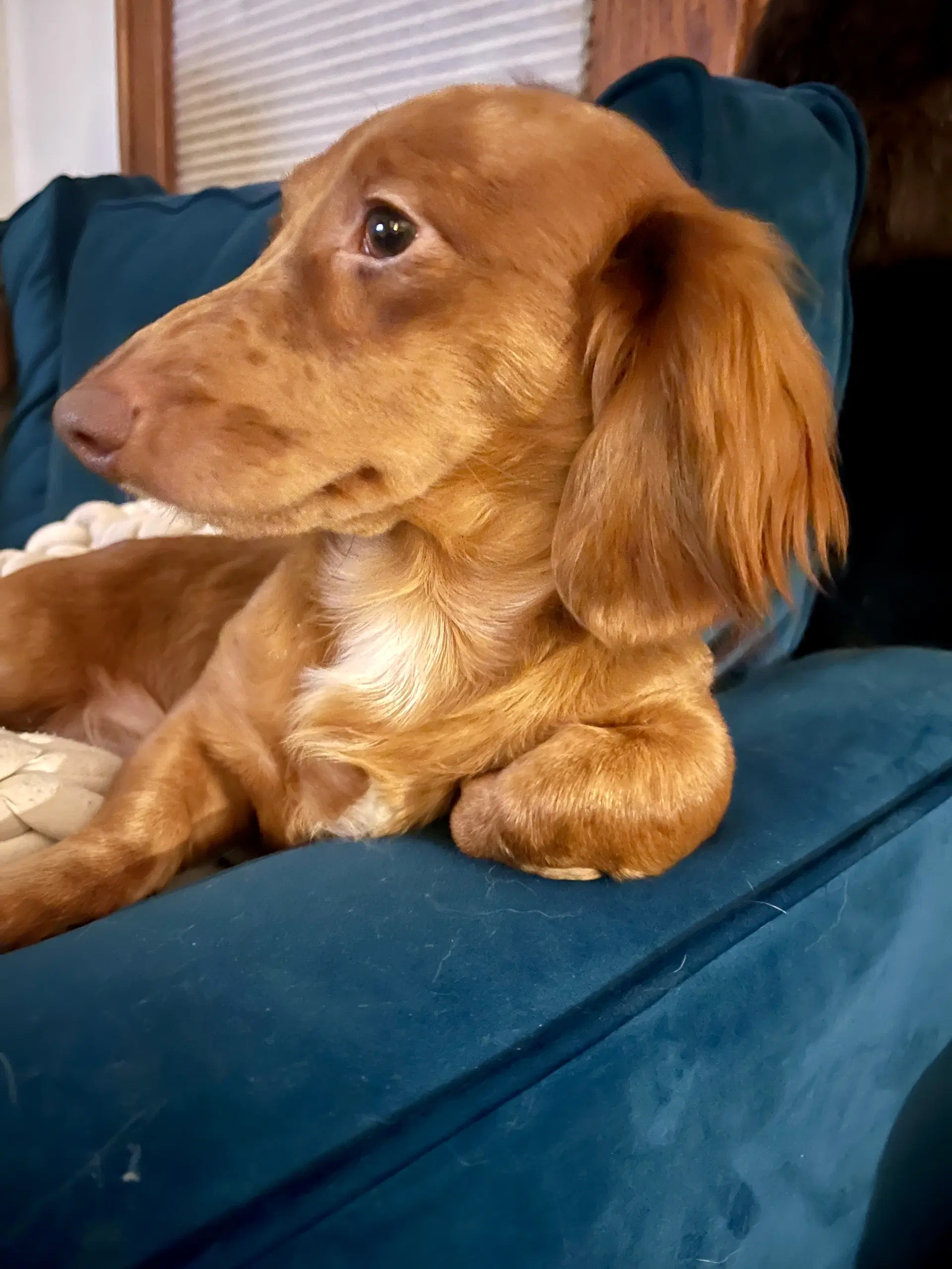 Modist - Dachshund