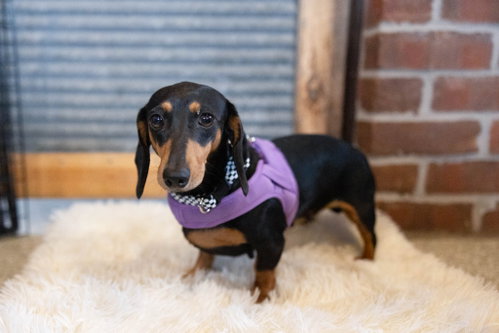 Harriet, a dog for adoption from Underdog Rescue MN