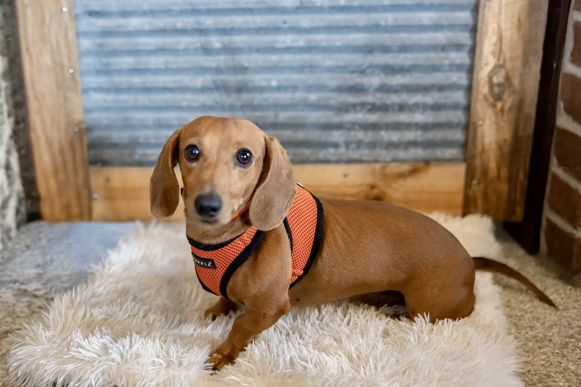 Cedar - Dachshund