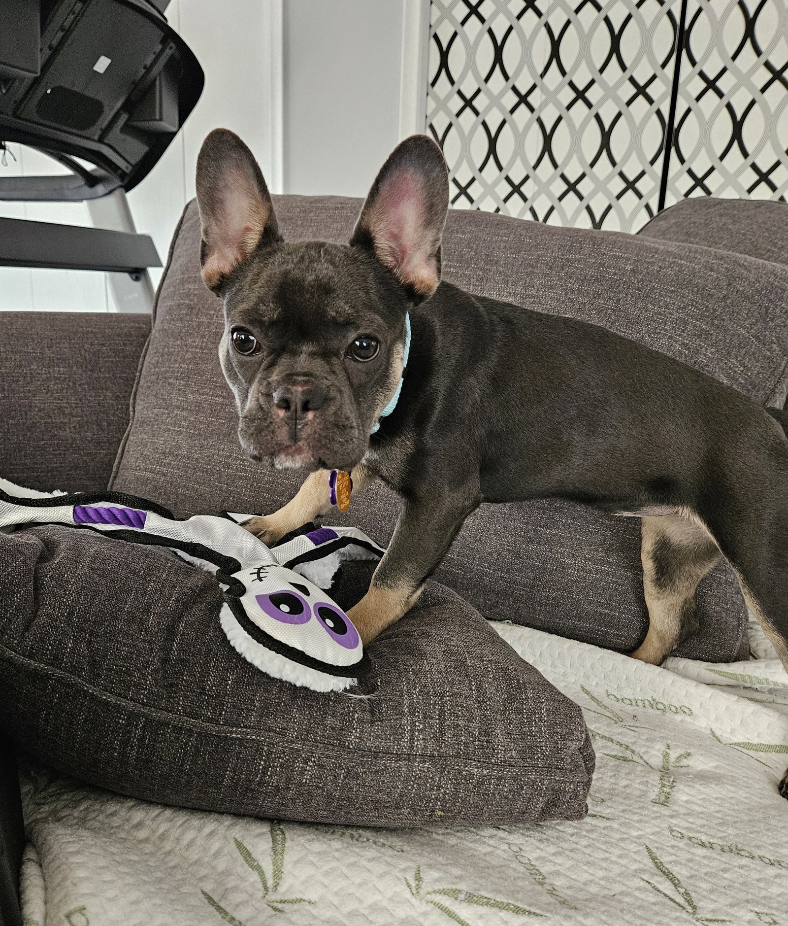 Stella Mae, photo 2