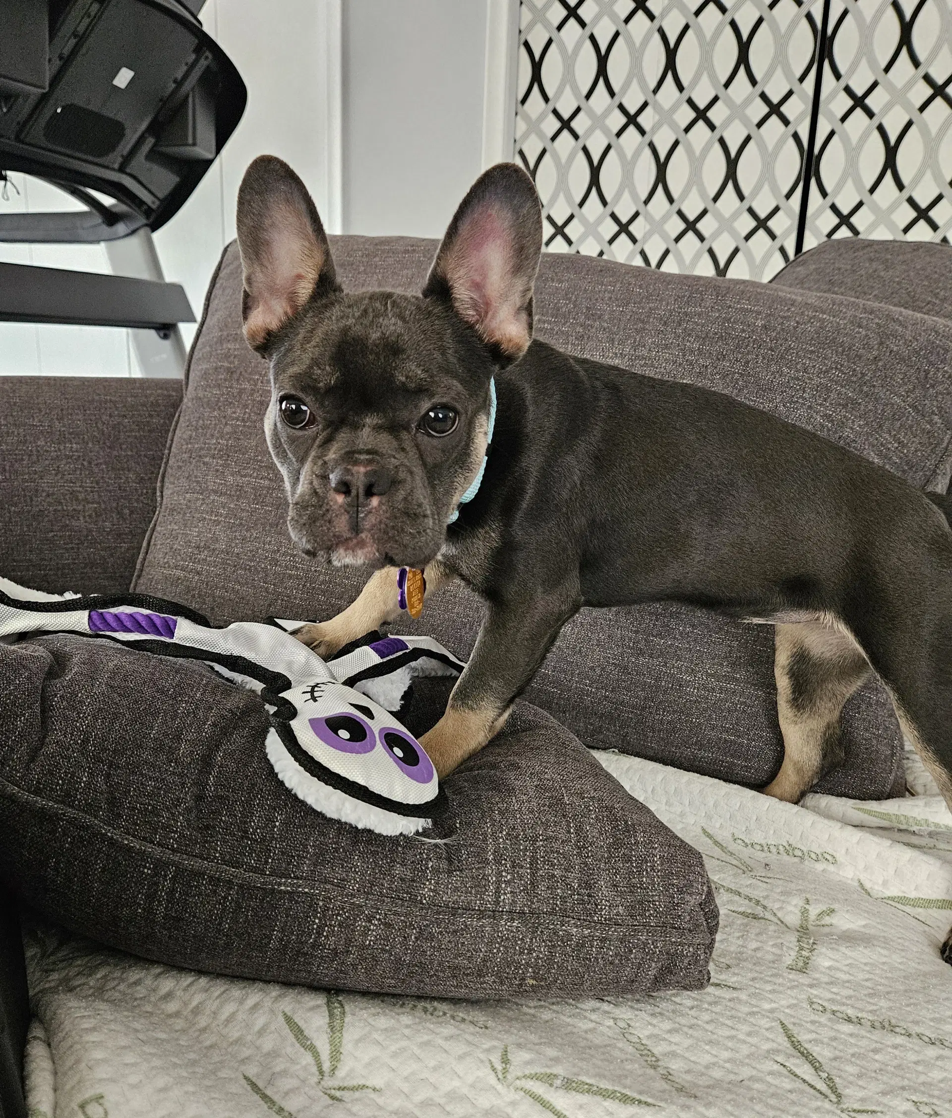Stella Mae image 2