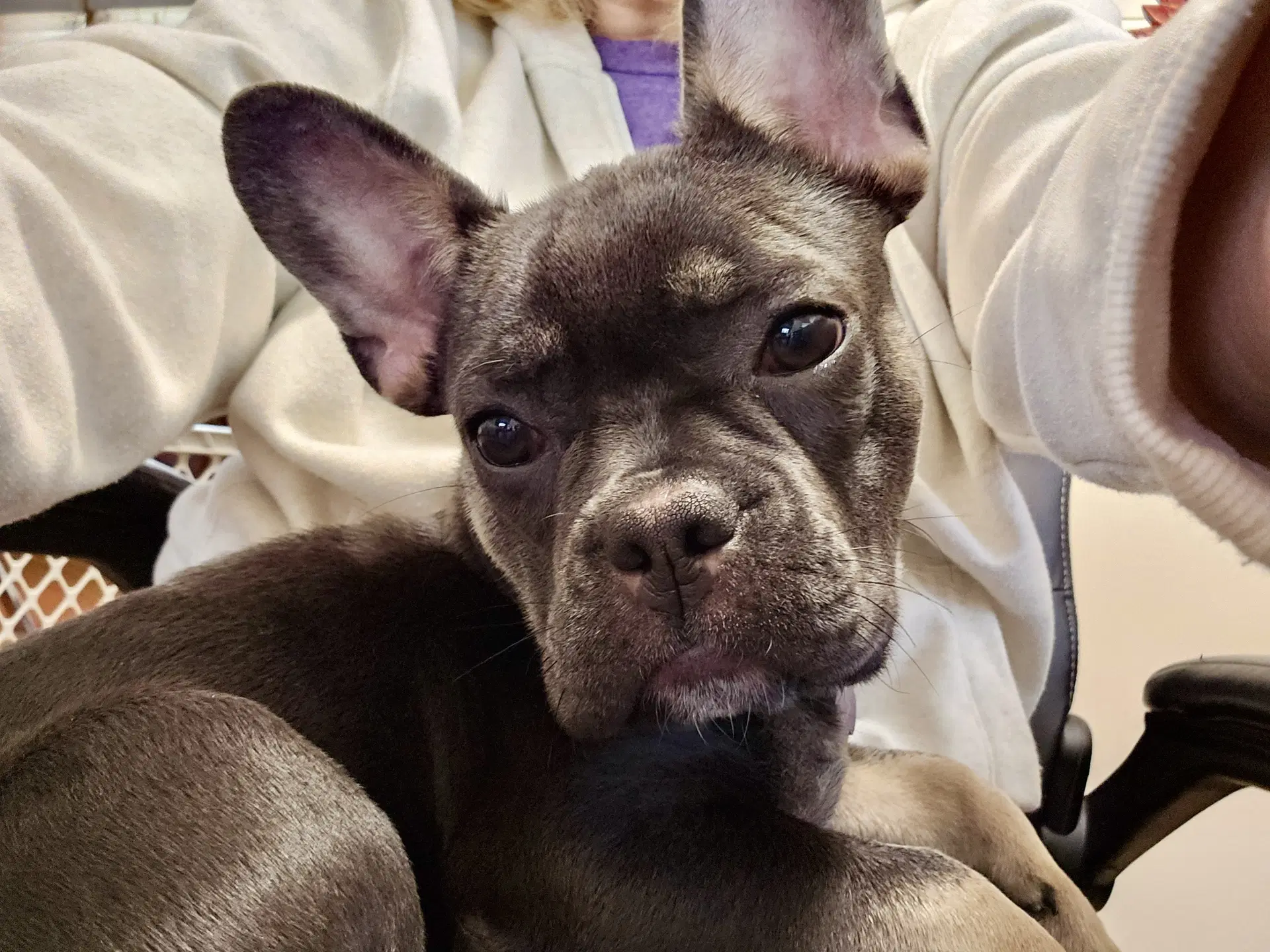 Stella Mae image 3