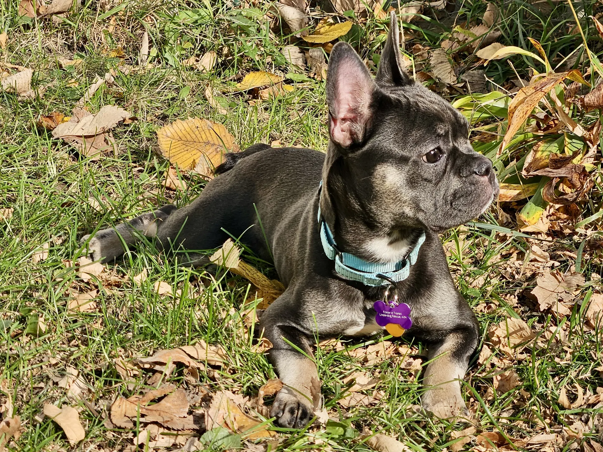 Stella Mae image 4