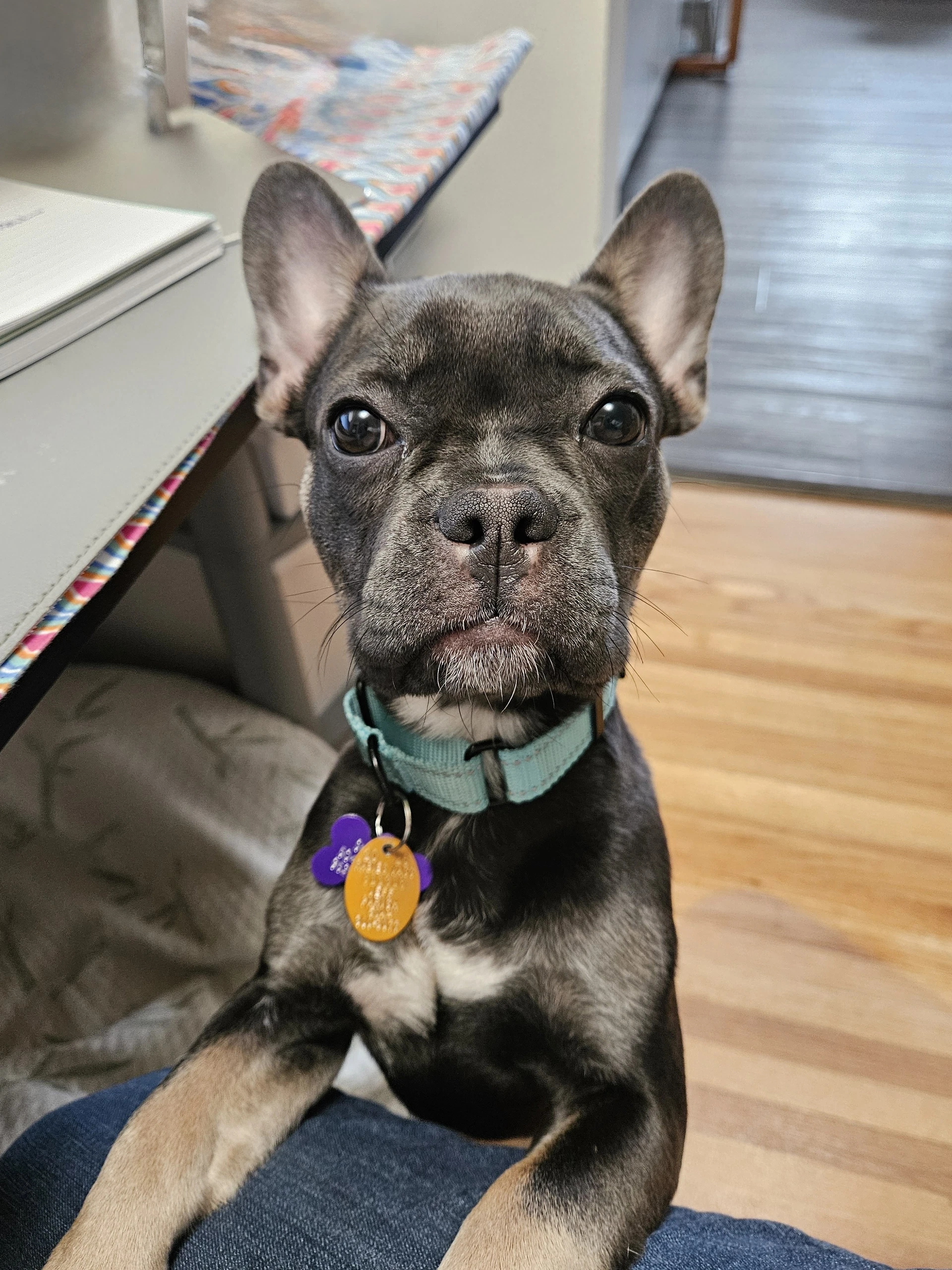 Stella Mae