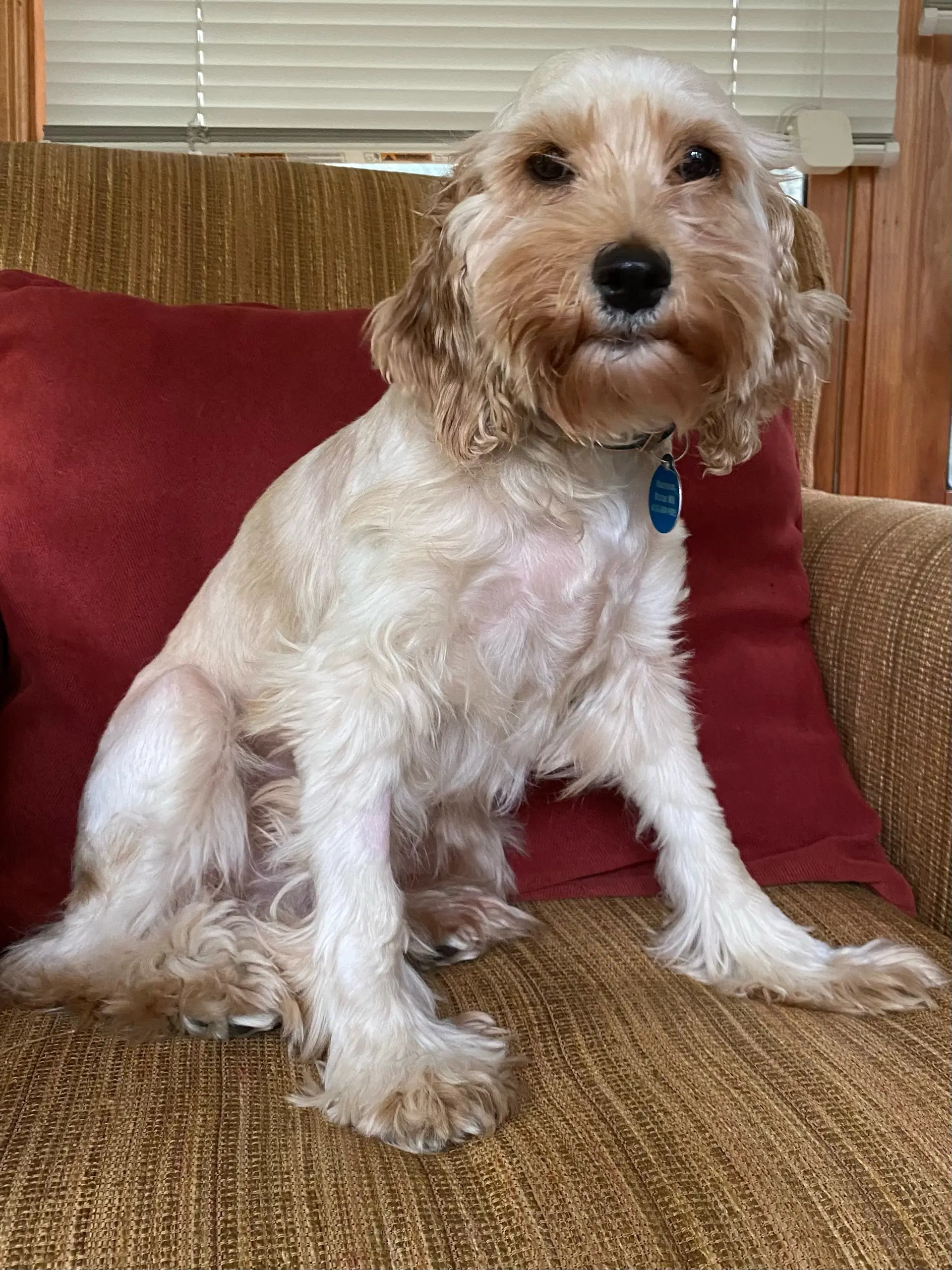 Lemon - Cockapoo
