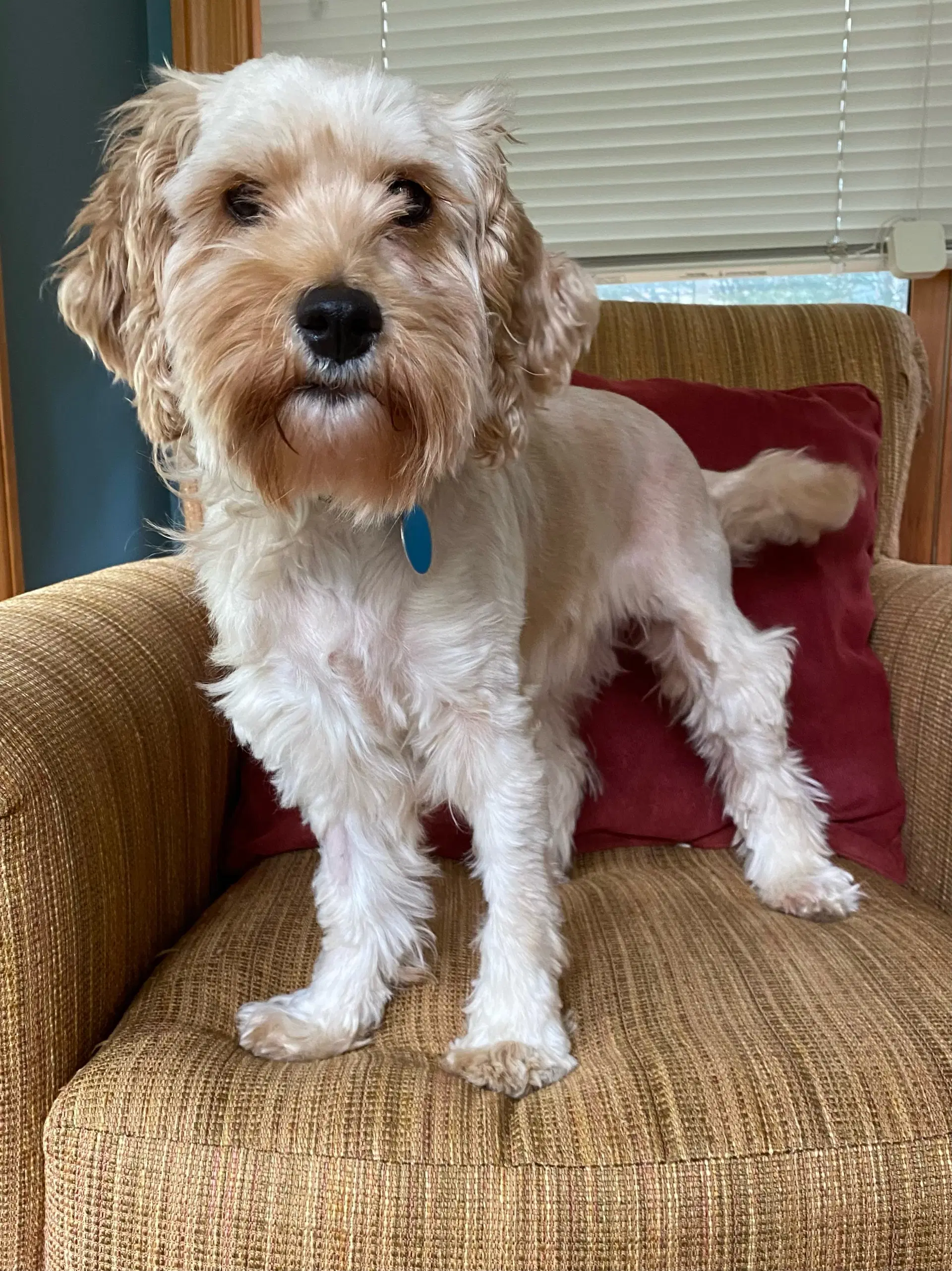 Lemon - Cockapoo