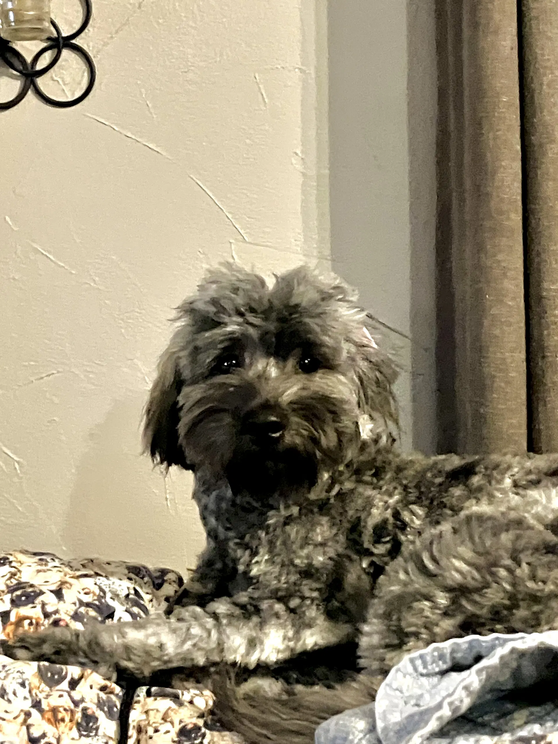 Chia image 4