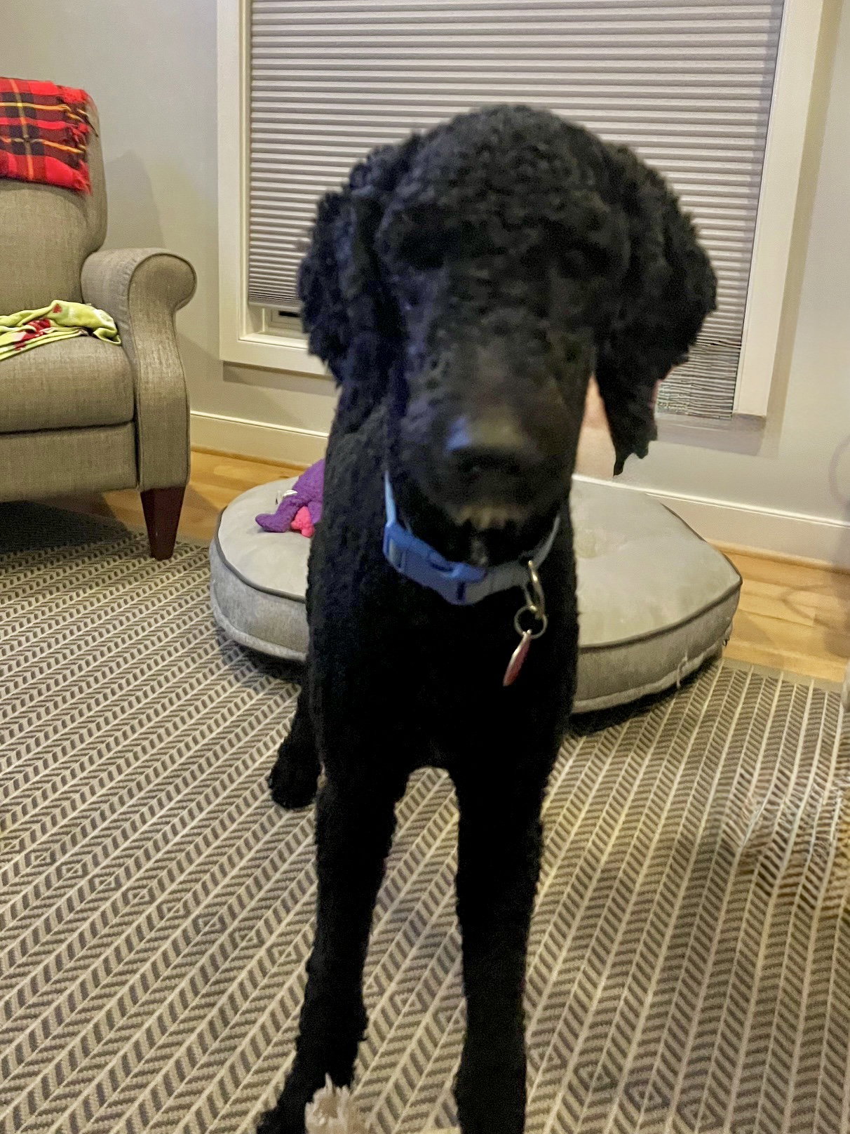 Milo