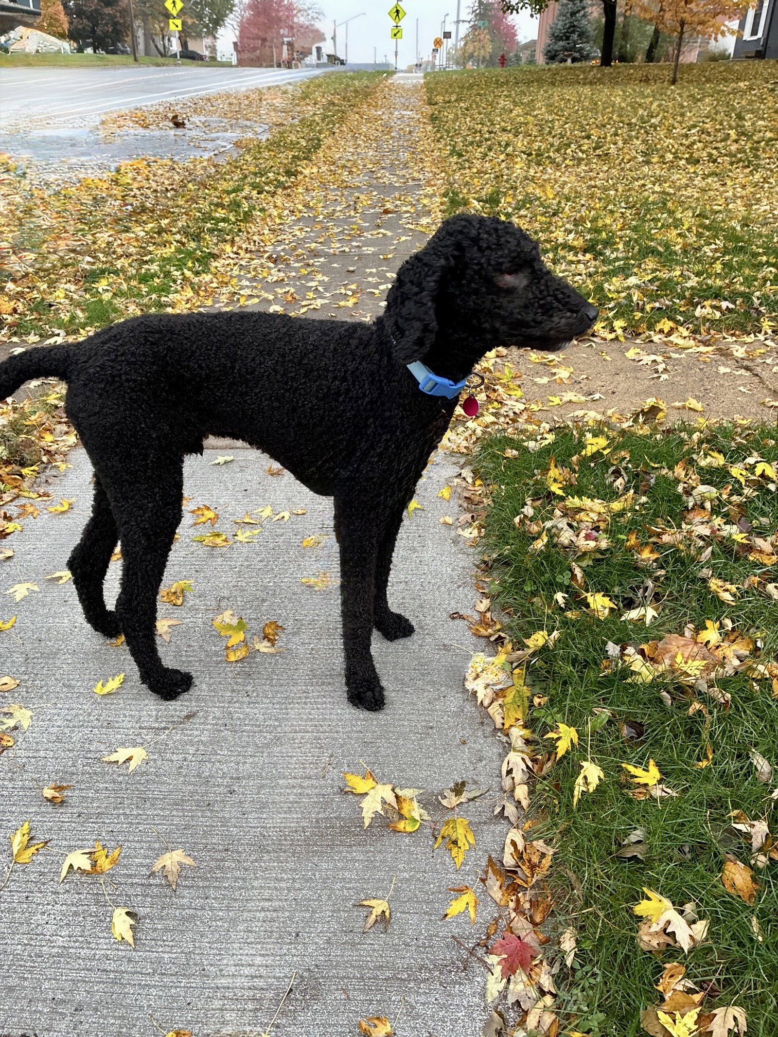 Milo, photo 2