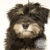 Xena