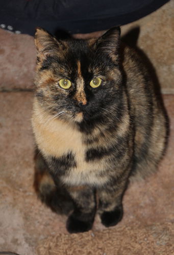 Nell