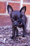 Jack