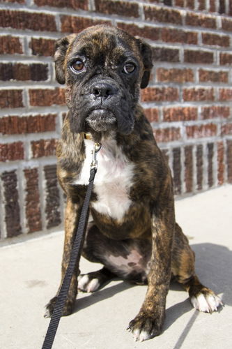 Gidget