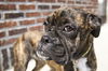 Gidget