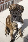 Gidget