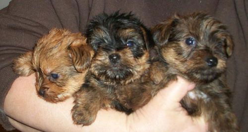 Yorkie puppy- New