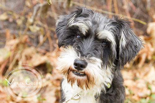 Gidget