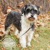 Gidget